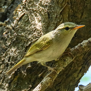 Large-billed Leaf Warbler